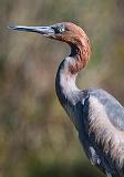 Reddish Egret_36094